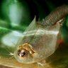 Profilbild von Triops