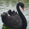 Фото профиля BlackSwan