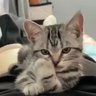 Profilbild von Bencil_1i 🧩