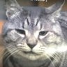 Фото профиля 猫は正義