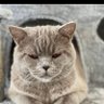 hakan's profile picture
