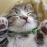 Фото профиля ちょこふらっぺ🐱