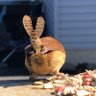 pamarrington profil fotoğrafı