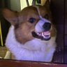 PokiCorgi's profile picture