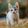 Profilbild von Why every home deserves a cat