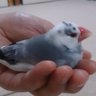 Profilbild von むぎげん