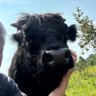 Irreverent-Farmer's profile picture