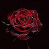 eka's profile picture