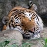 Фото профиля FurryTiger