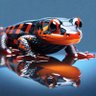 PlaidSalamander2 的头像