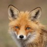 fox 的头像