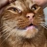dorito's profile picture