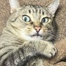 Greg Gato 的头像