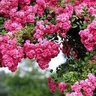 Фото профиля jasmin ezz