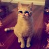 DillyBean profil fotoğrafı