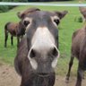 pop Popič's profile picture