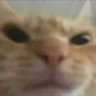 SpongeBoobie's profile picture