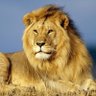 León profil fotoğrafı