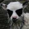 eddie's profile picture