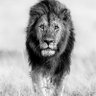 dominaries profil fotoğrafı