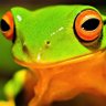 blind frog 的头像