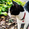 eakabasilica profil fotoğrafı