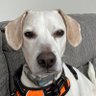 Pupdad262 的头像