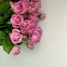 Фото профиля غلا الروح عمانية