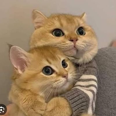 Queef_clips's profile picture