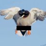 Фото профиля Duck Shedman