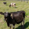Profilbild von RedHouseFarmer70