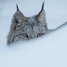 IsanaCat profil fotoğrafı