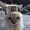 umaysha's profile picture