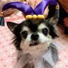 Фото профиля ぽけお