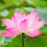 👑蓮の花の様な🌺美しきプロスケーター⛸️応援✨💫 profil fotoğrafı