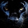 Jaguar's profile picture