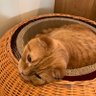 にゃんこ's profile picture