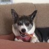 犬も歩けば 的头像