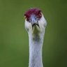 kenangamzesavas profil fotoğrafı