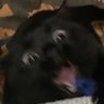 Alastair Forkbeard's profile picture