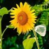 Saket Ramgarhia's profile picture