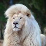 adel profil fotoğrafı