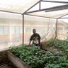 Profilbild von Agronomme Jean Baptiste🇬🇦 🌽🥦