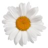 TweeterFeeder 🏴☠️ profil fotoğrafı