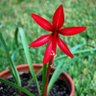Drcrinum1 profil fotoğrafı