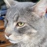 Profilbild von Debra Lipaj