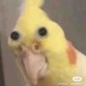 Profilbild von bazi