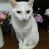 KY 爱和平 的头像