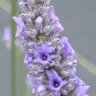 Фото профиля Susan Sutter