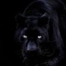 PIPO ZM's profile picture